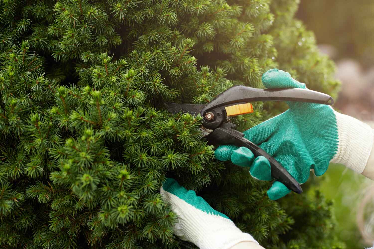 Best Professional Tree Care  in Waynesboro, PA